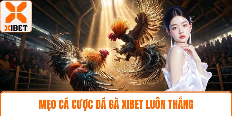 Mẹo cá cược đá gà XIBET luôn thắng