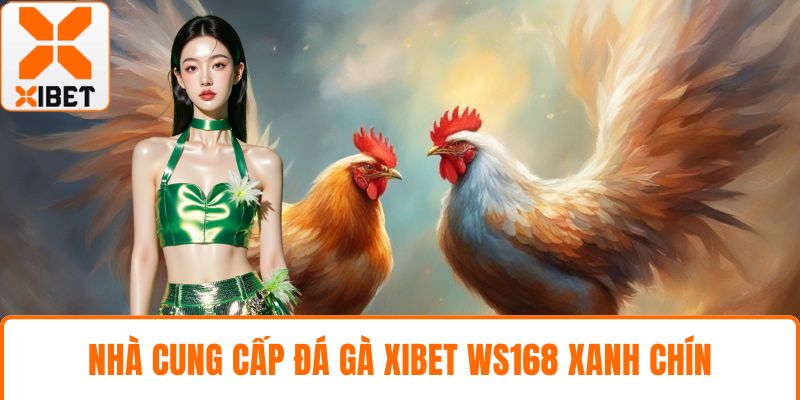 Nhà cung cấp đá gà XIBET WS168 xanh chín