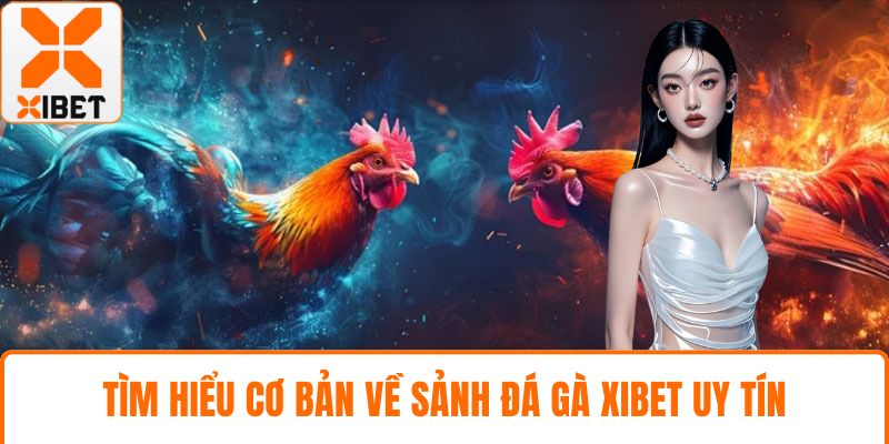 Tìm hiểu cơ bản về sảnh đá gà XIBET uy tín
